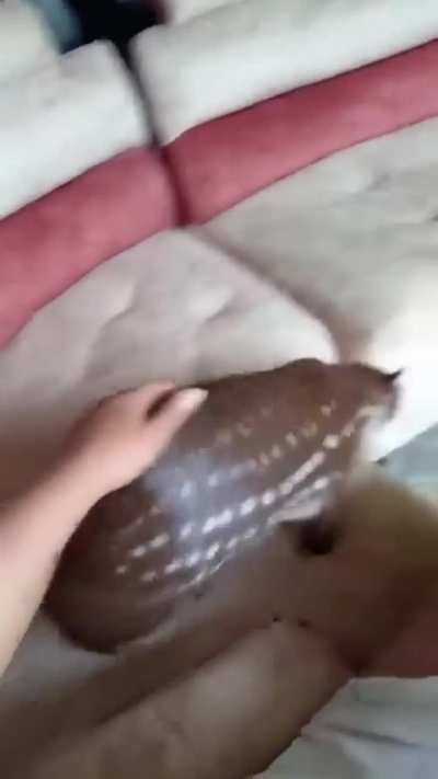 He hesitated whether to roll or not