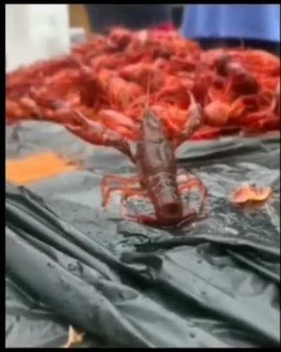 *insertar épico desarrollo*