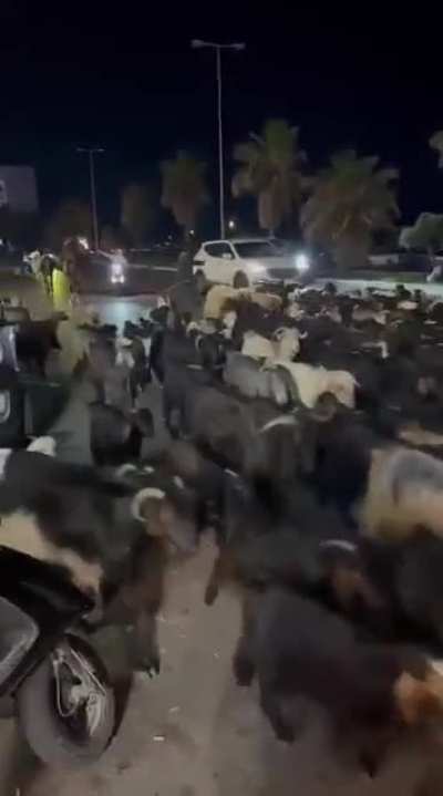 Displaced Man Brings his Goats and his Working Dogs to Beirut