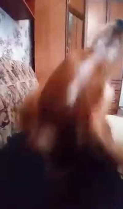 This dog plopping onto it's human with a flip