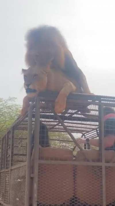 Meanwhile while on safari.....