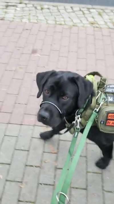 Psychiatric service dog in training, ignoring a busy street next to him and checking on me all the time