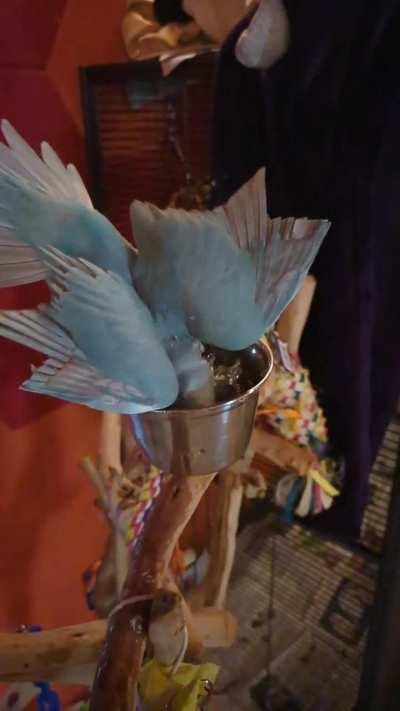 Face-first baths are the best