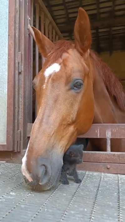 Little Kitten Nuzzling up to a gentle Horse