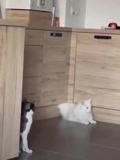 When your best buddy is magical