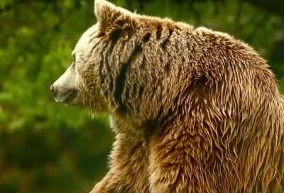 Just some unrelated Unedited footage of a bear