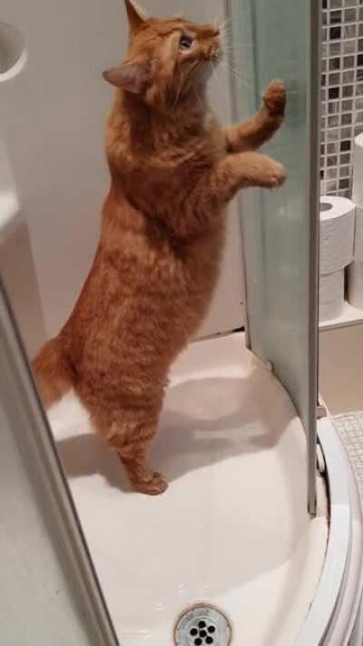 Help! Help! I'm stuck... Idiot.