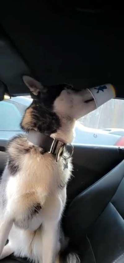 I finally found someone who likes coffee more than me ☕️