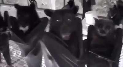 Bats hanging upside down flipped right-side up