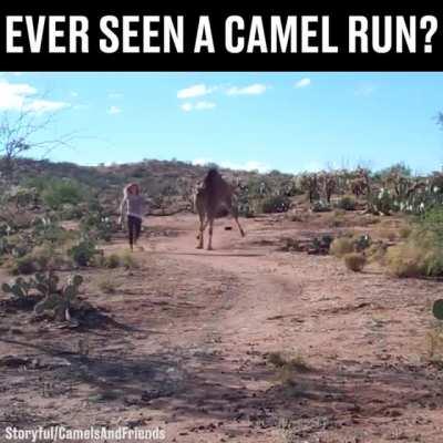 Ever seen a camel run?