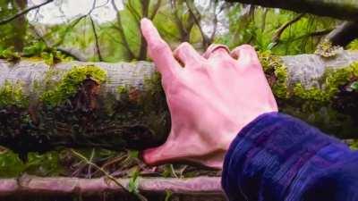 This tree bark feels so cool