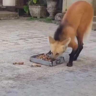 This is neither a fox, dog or wolf. It is a Maned Wolf, and is the only species in its genus - Chrysocyon