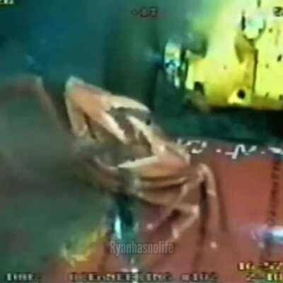 Mr Krabs just dies...