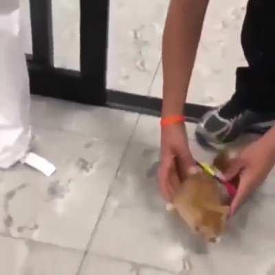 Walking for the first time.