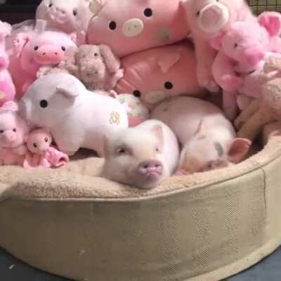 When Mom says no more treats and you bust out the pouty lip