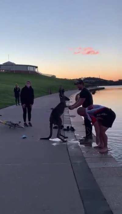 A few cyclists stop to help a Kangaroo that got stuck in a lake in Canberra, Australia’s capital city