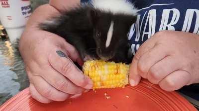 Brynn and corn on the cob