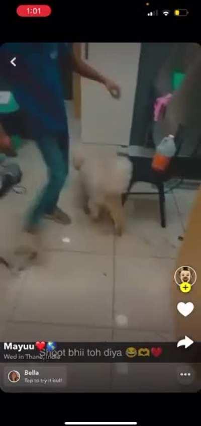 Don't take your pets to Vetic Clinic