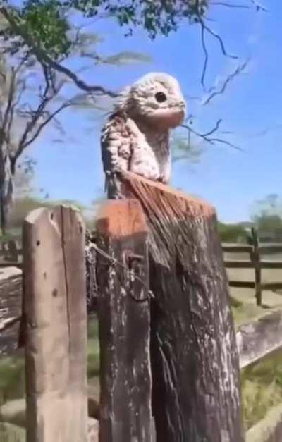 Potoo Bird - weird but in a good way