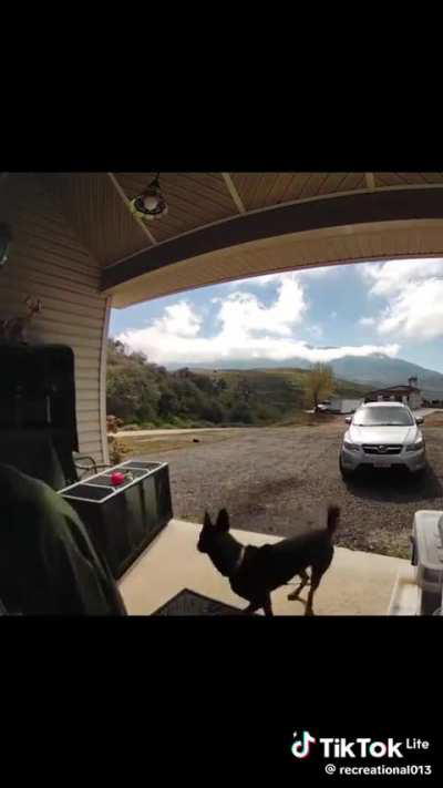 Kid tries to walk the dog