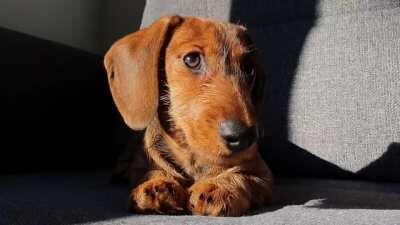 Meet Tiago the miniature wire-haired dachshund 🐶