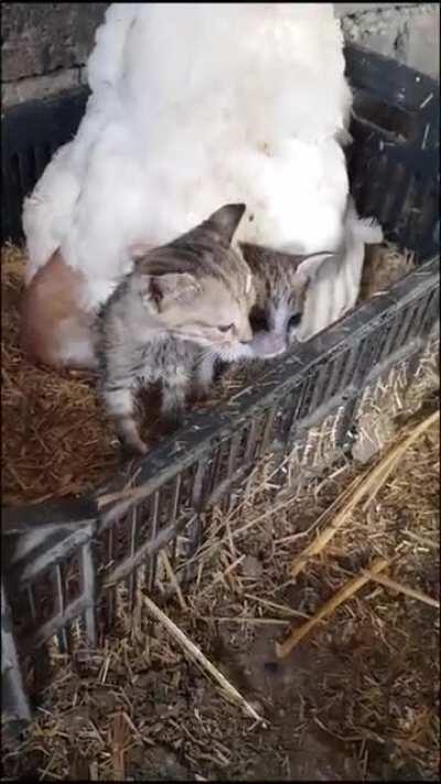 Os ovos dessa galinha estão meio estranhos.