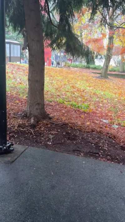 Berry and squirrel 2