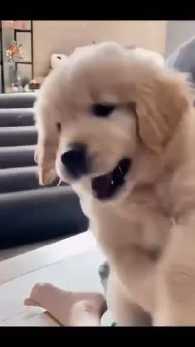 Funniest Puppy Video Ever  Do You Agree