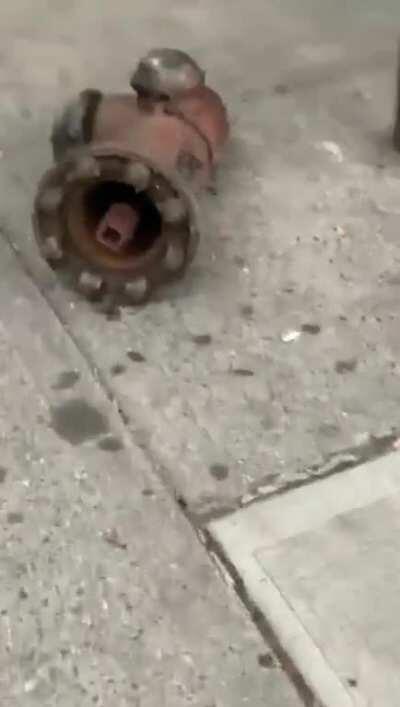 Trucker driving a truck illegal for residential streets in NYC creates chaos and destruction in Queens