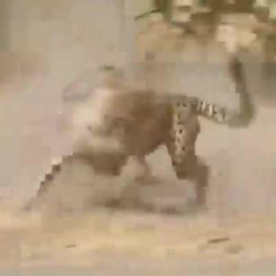 Cheetah ends up being chased by the wild boar.