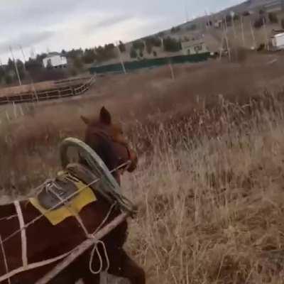 Saving a horse from village dogs