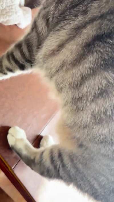 Primordial Pouch or Fatty McFatso?l