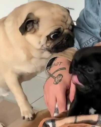Show me, show me, my new friend [pug_leonid]