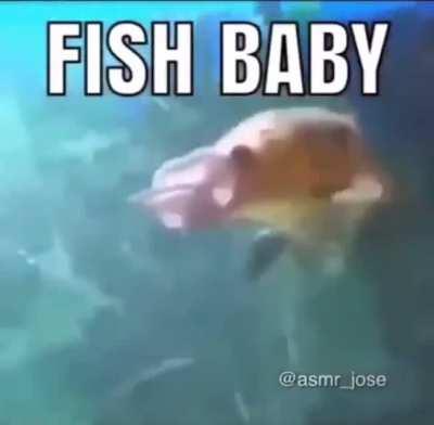 That fish is a baby