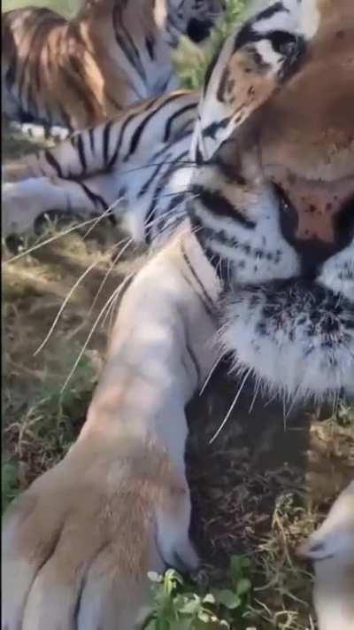 Big cats are just like any other cat