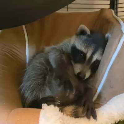Baby raccoon discovering what this whole fingers and hands thing is all about (MoonShine Wildlife Rehabilitation in Texas)