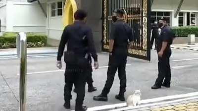 please the cat (i did not make this)