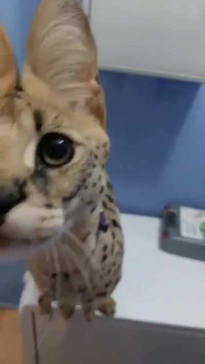 you are required to watch this specimen