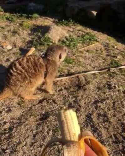 No more banana, thank you