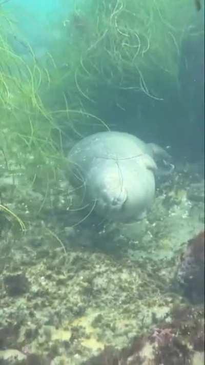 Seal sleeping under water