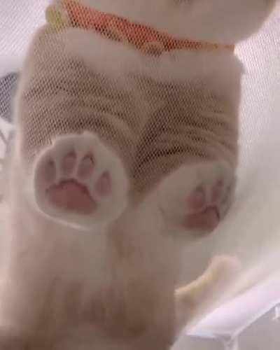 Just look at his cute and pink paws