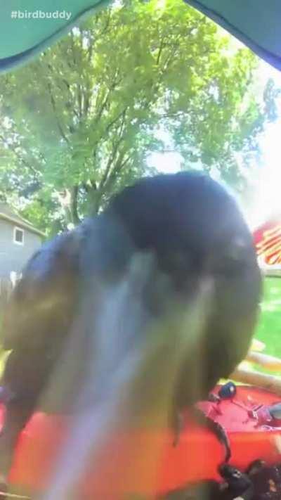 ð¥ The original angry bird