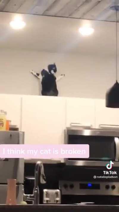 Tiktok cats love to live life on edge