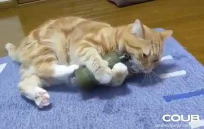 Just a cat playing i gess