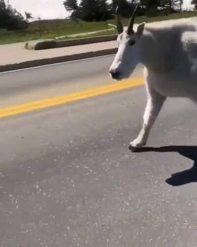 An absolutely massive mountain goat