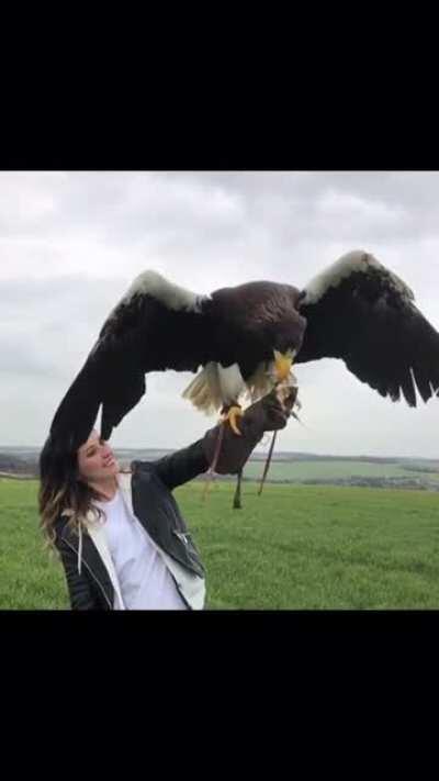 The world’s largest eagle! The Steller’s Eagle can have a wingspan up to 230 cm!