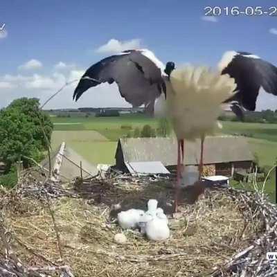 A Stork mother, making a tough decision, by throwing one of her chicks out of the nest to enhance the survival probability of her other chicks.