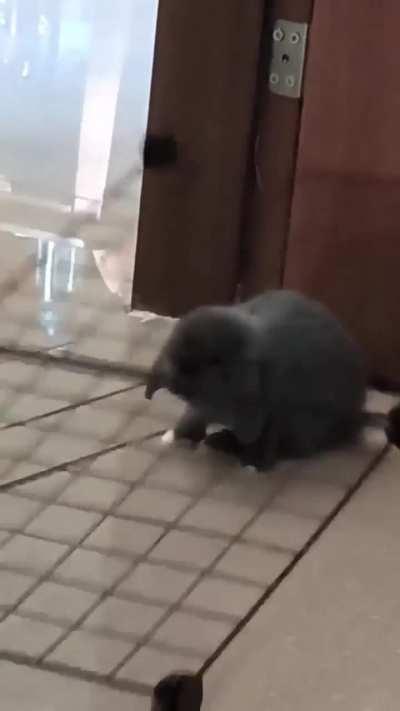 He will be cubed and stir-fried, alhamdulillah