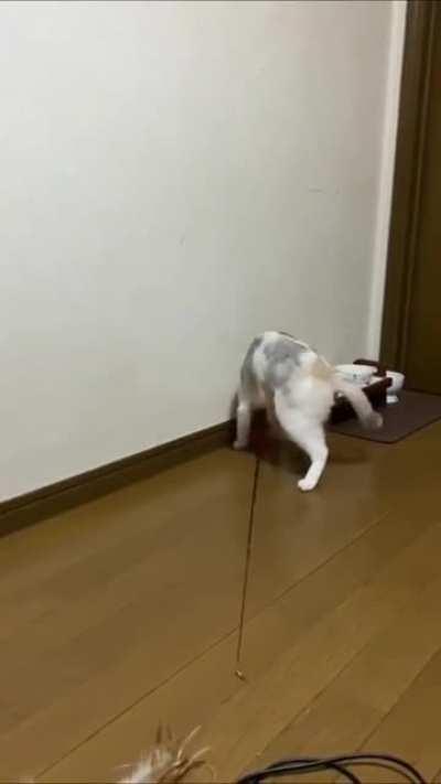 这猫是彻底玩明白了