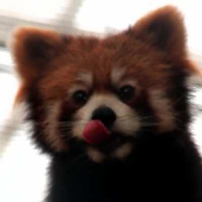 I HAVE A TONGUE TOO SEE!!!!! - 